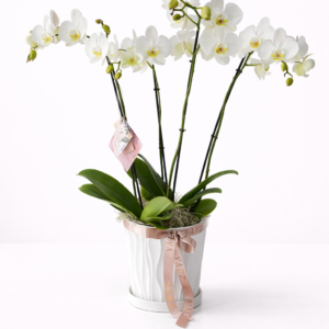 ORQUIDEA DOBLE EN MATERA