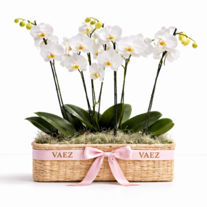 ORQUIDEA EN CANASTA